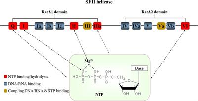 Superfamily II helicases: the potential therapeutic target for cardiovascular diseases